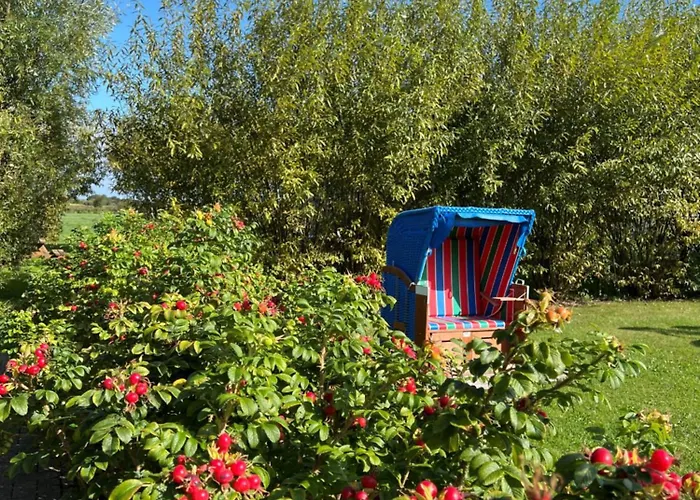 Paulsen - Austernfischer *